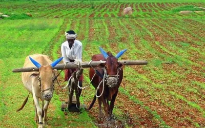 World’s First AI Farming Guideline App: Unikisan from India